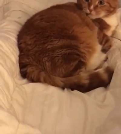 You have to be able to snore that sweetly