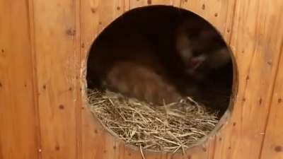 Alice Spins in her Upgraded Bed