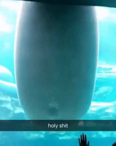 Absolute CHUNGUS