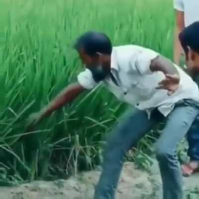 Snake in the grass