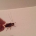 Sometimes cockroaches attack