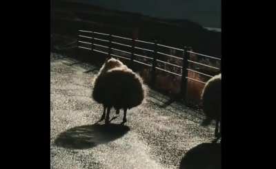 Just some bouncy sheep