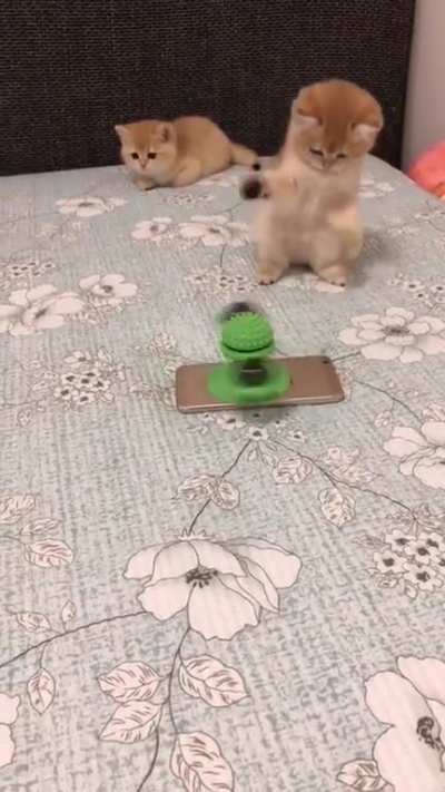 My boys' new toy. That's an ingenious cat toy.