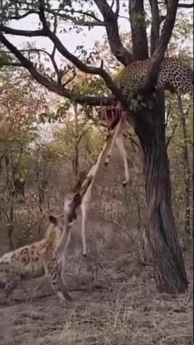 Leopard vs Hyena
