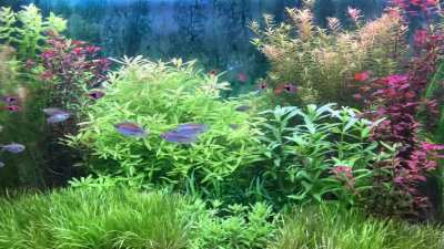 So pleased with my first CO2-injected tank