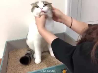 Successfully giving cats medicine