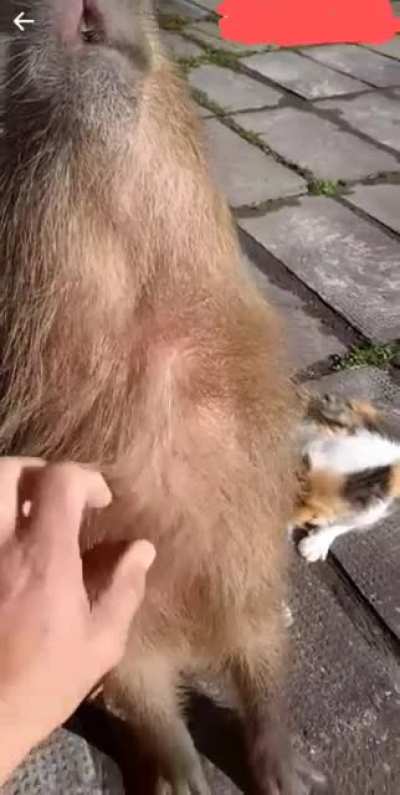 Ronronea como un 🐱
