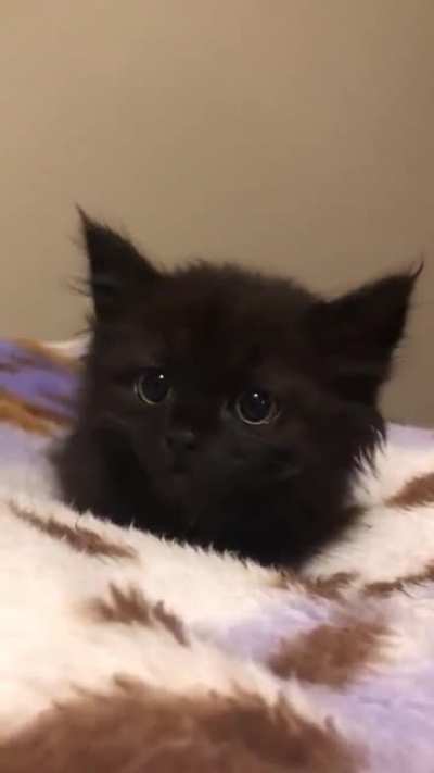 Look at those ears