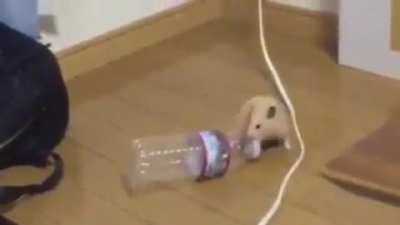 Hamster dancing!