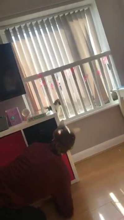 Cat.