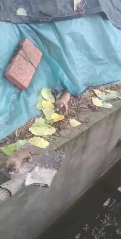 Man uses a shovel to rescue a baby stoat that fell into a canal and returns it to its mother