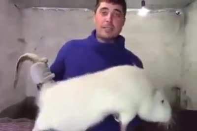 Holy shit what is that?