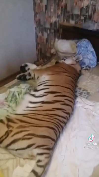 Tiger wife