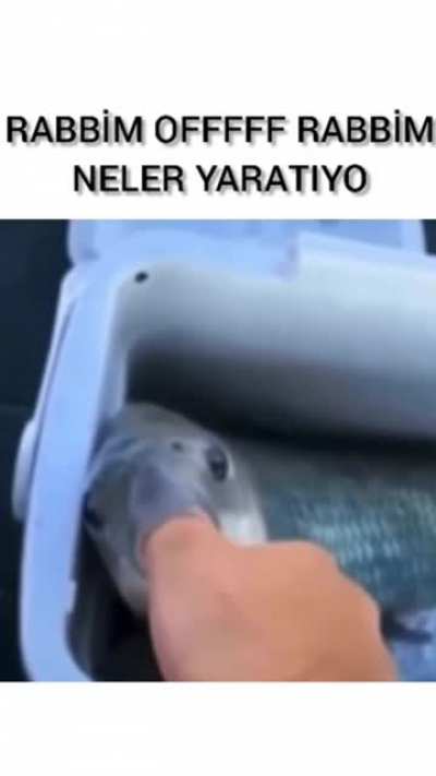 😶