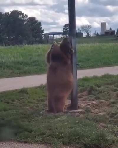 Bearnaked animal is giving Pole Dancing a try.