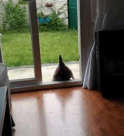 Cat missed a step