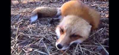What does the fox say?