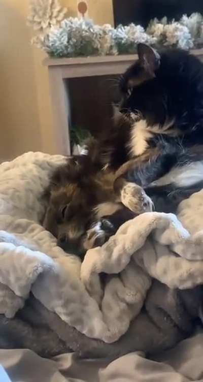Part 2: my cat raised my dog the moment I brought him home as a puppy. This is them all grown up