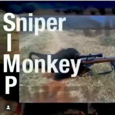 Monkey