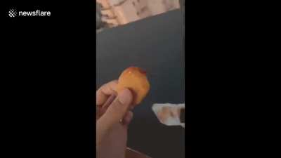 NOOOOO MY NUGGETS