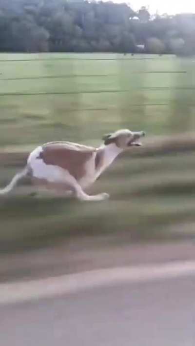 Dog keeps up with speeding car