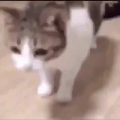Cha cha real smooth