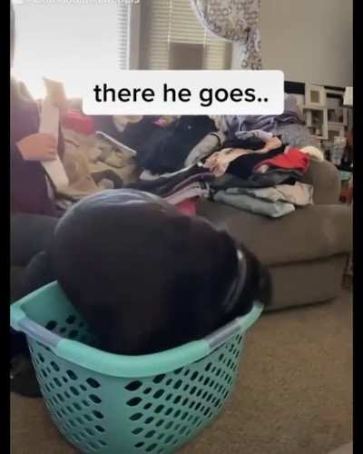 Good boy