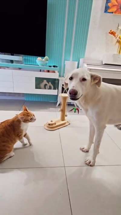 I said woof!