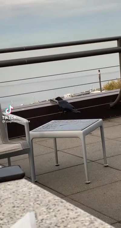 Little bird goes on a walk