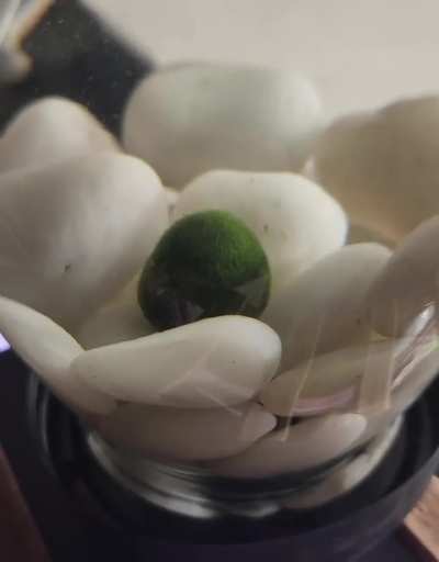 Marimo Pump Update!