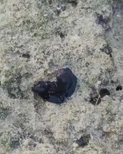🔥Crab getting eaten by something that looks like a symbiote