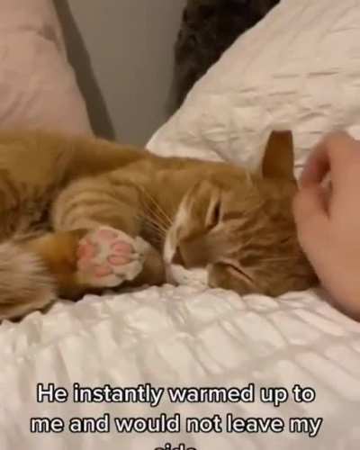 Crooks the cat is such a good boi.