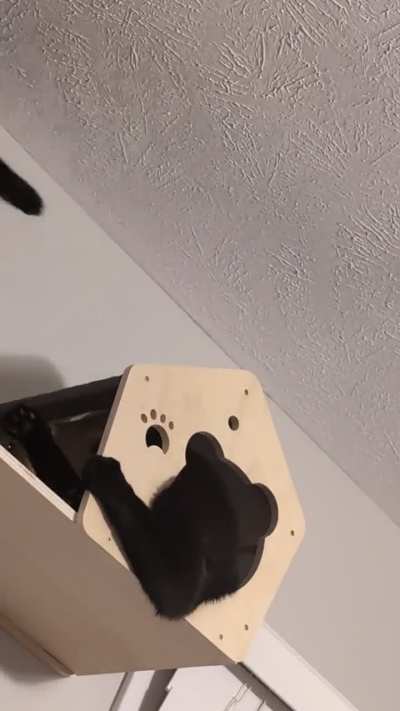 One of the many wall things my babies have