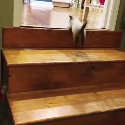 Miss floof bottom going to check out what’s in the kitchen.