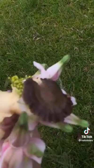 Botanical Armor Texture Compliation