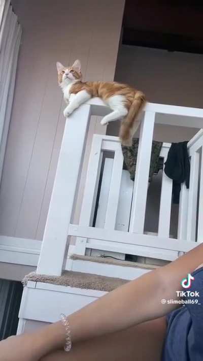 Cute pussy (cat)