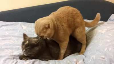 aAAAA-