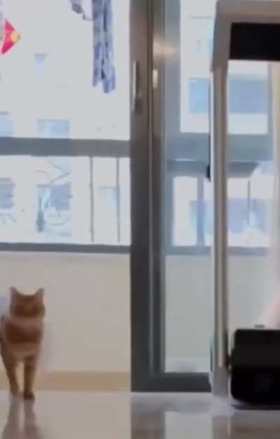 Cat walk