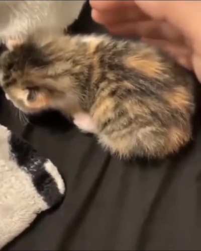 Kitty gets spooked [Xpost from r/peoplefuckingdying]