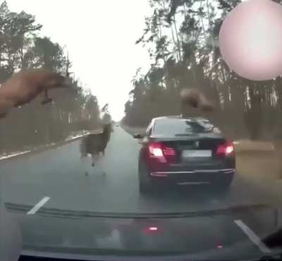 Hope they had insurance