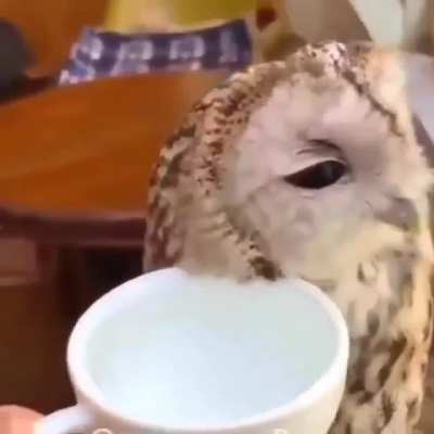 funny owls