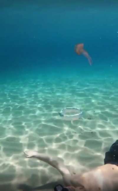 Hasta la vista, jellyfish