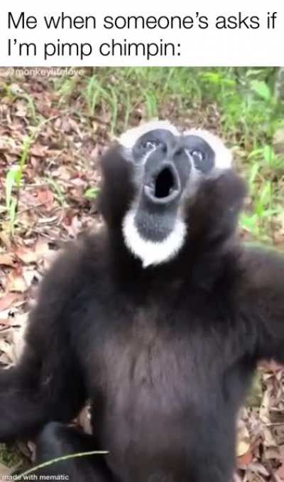 We straight pimp chimpin!! Ohoho<wbr>ohoho<wbr>hohho<wbr>ooooh<wbr>hohoh<wbr>!!!