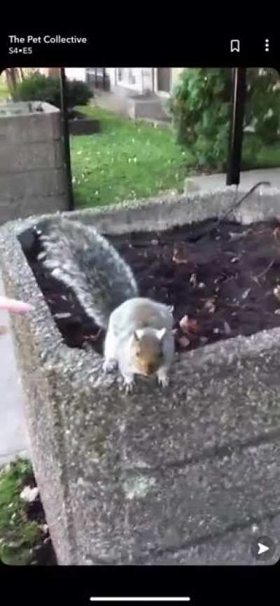 Do not touch the squirrel