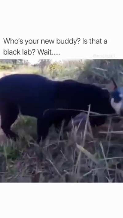 Wait a minute that's not a Dog
