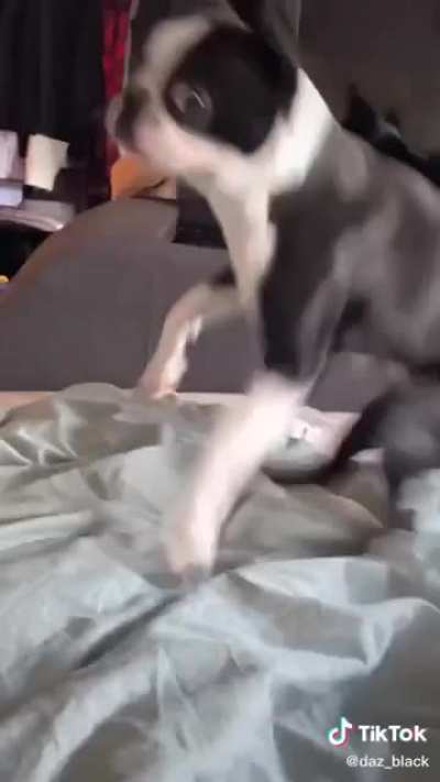 Classic daz
