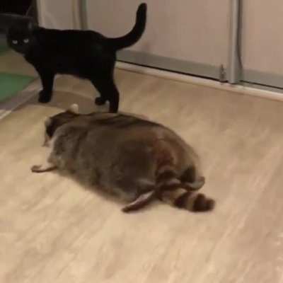 I am the ground. Sneak attack 100.