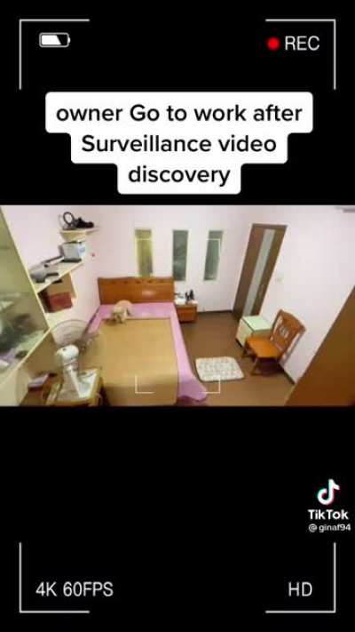 Smart doggy