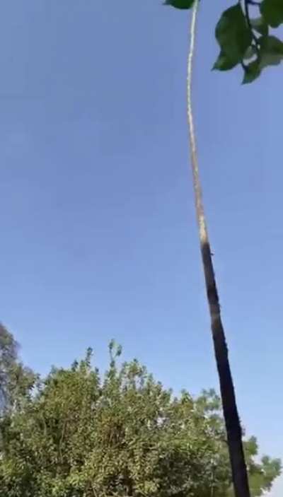 Man tries to cut down tree