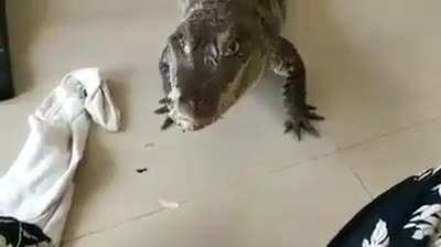 Just showing my pet